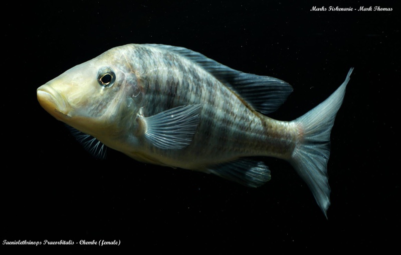 Taeniolethrinops praeorbitalis 'Chembe Beach'